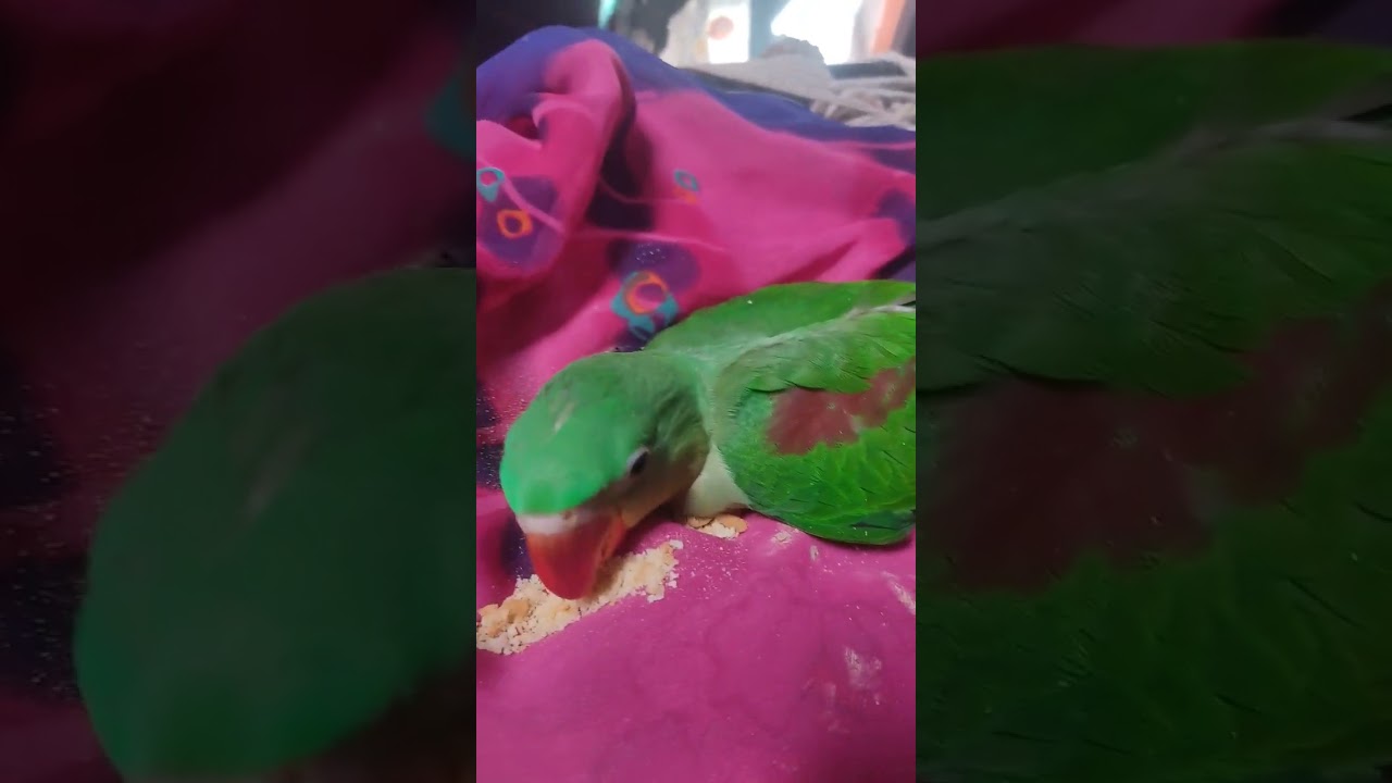 #babyparrot