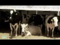 Marmum dairy farm tour