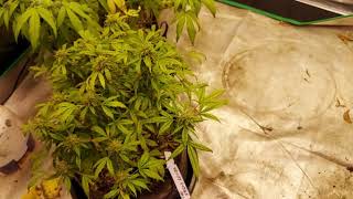 Grower Deacon Dave indoor cannabis grow photo and auto update and reveg a gorilla glue