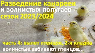 Зимнее разведение. Вторая кладка у канареек и агрессия к птенцам у волнистых попугаев.