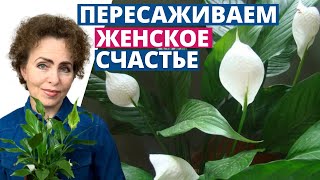 Пересадка СПАТИФИЛЛУМА. Спатифиллум Женское Счастье.