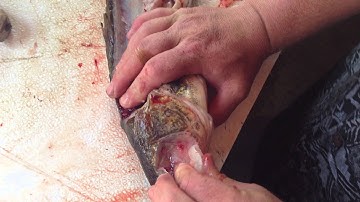 Walleye Cheeks!  How to cut out walleye cheeks