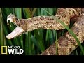 Serpent dangereux - Armures Animales
