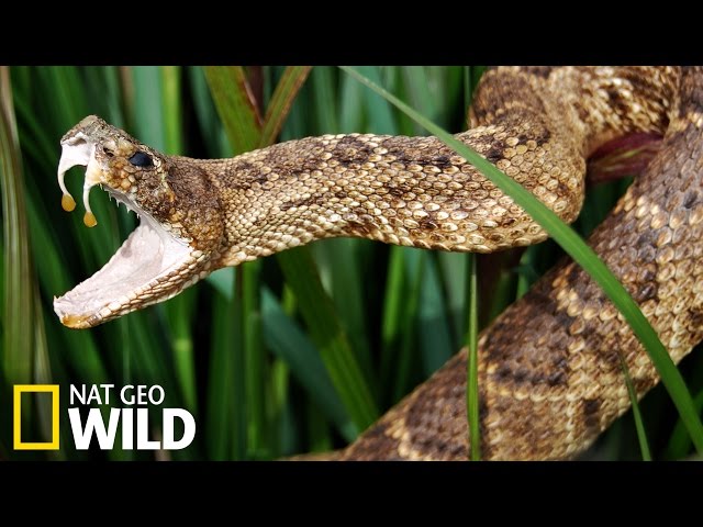 Livre "Les Serpents" - Très Bon état - Encyclopédie Nature