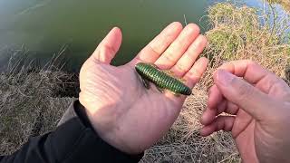 The NEW 2026 DAIWA HEARTLAND Small Plug Special… Is This the