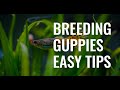 How to breed GUPPIES simple STEPS || guppy breeding kaise kare.||