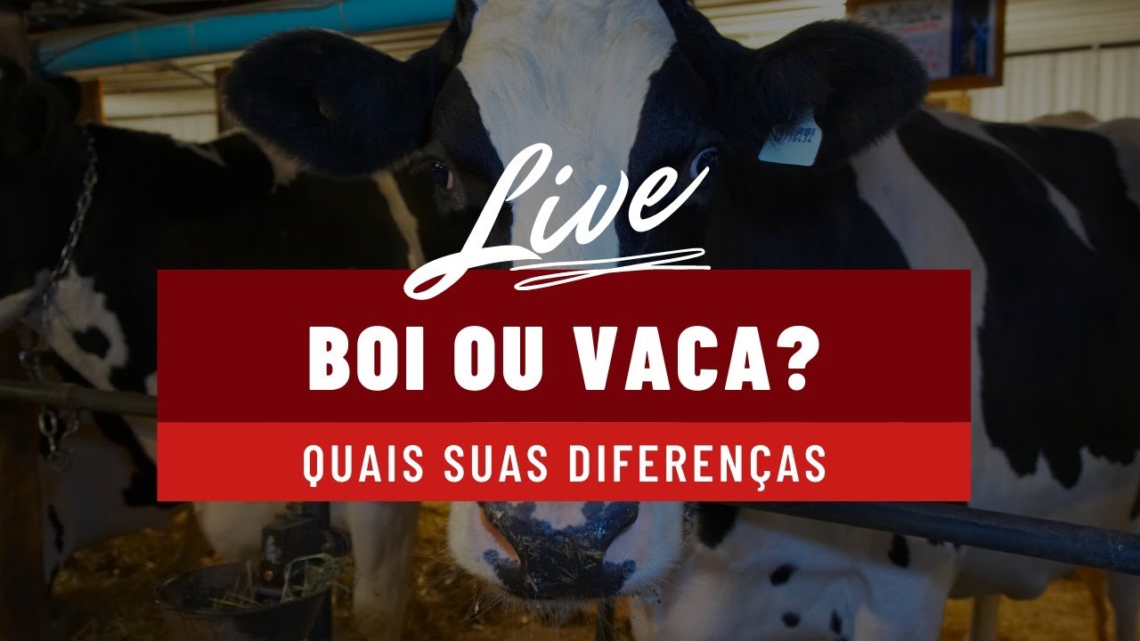 Por que comemos carne de vaca, mas não comemos carne de cavalo