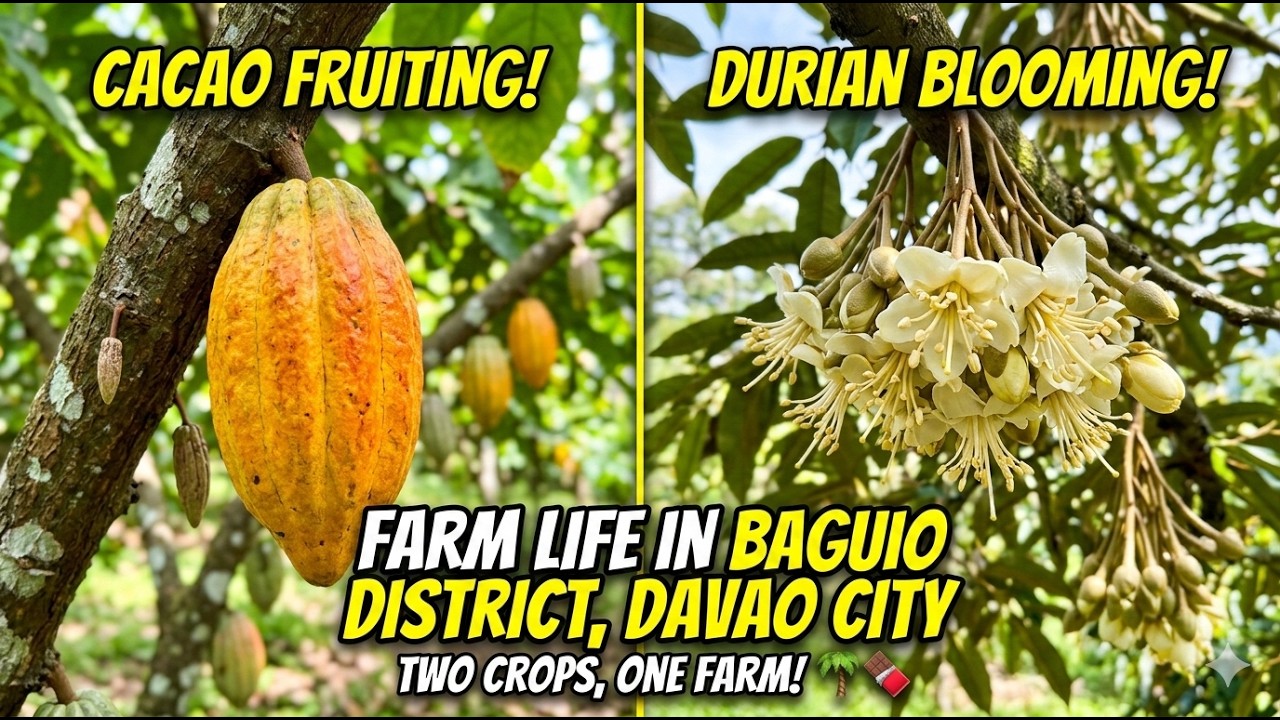 Our Farm Status! Cacao is Fruiting & Durian is Blooming (Baguio District, Davao)