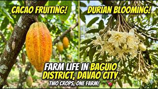 Our Farm Status! Cacao is Fruiting & Durian is Blooming (Baguio District, Davao)