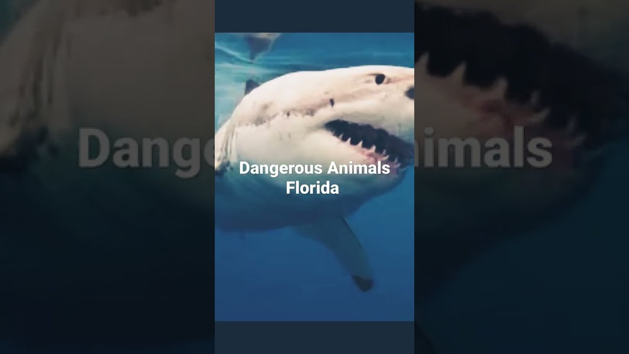 Dangerous Animals that live in Florida