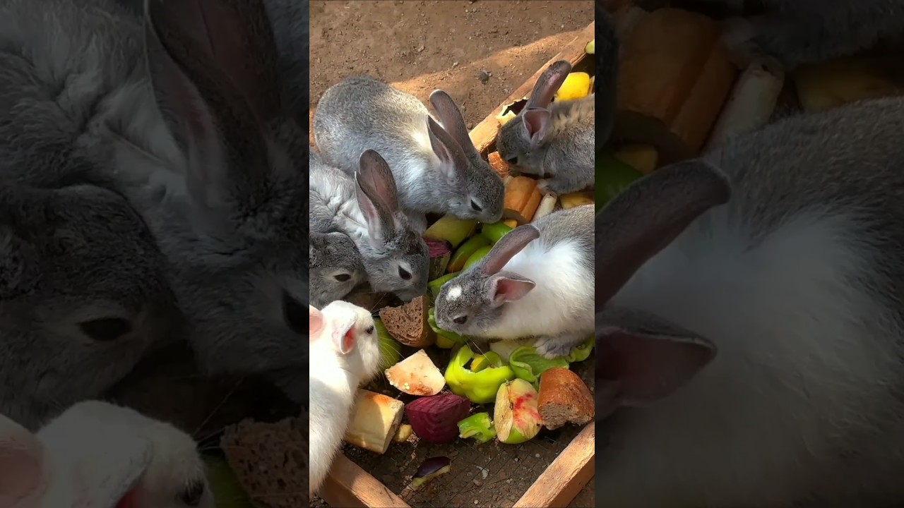 छोटा सा खरगोश, लेकिन सुपर पावर वाली नज़र! 👀🐰