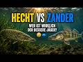 Hecht vs Zander wer ist wirklich der bessere Jäger? 😳🐟