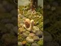 Meet Celia! 🐌 | Needle Felt Animal Friends | Kids Animated Series
