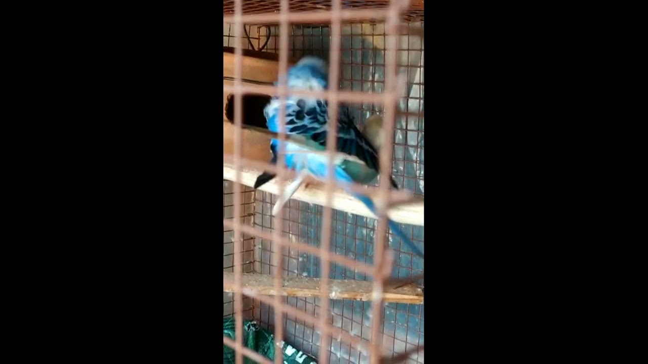 Budgies Parrot Perfect Meeting