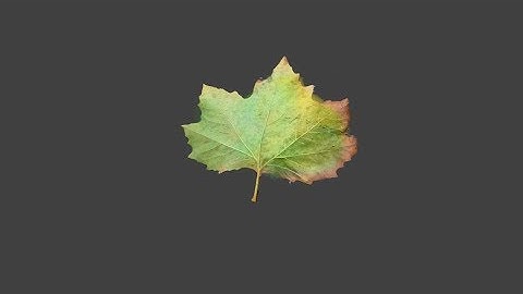 Blender Leaf -the easy way
