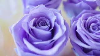 Review Rose Forever New York - Crystal Essential Lavender Preserved Roses