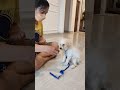 Dog Training (Poodle)