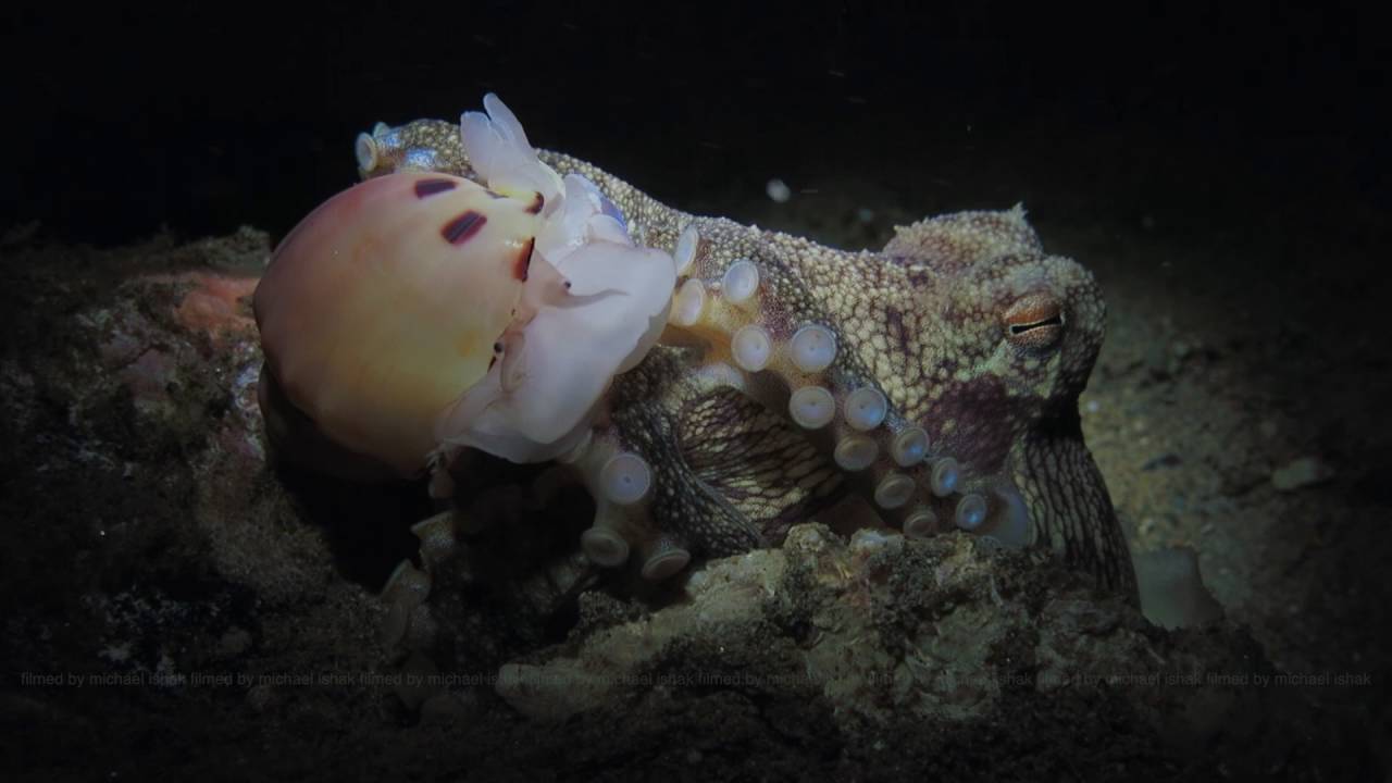 Ouch! Coconut Octopus eating a Mollusca YouTube