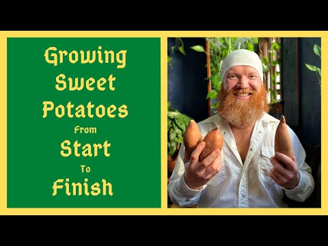 Video: Rozdělování sladkých brambor – jak a kdy dělit sladké brambory
