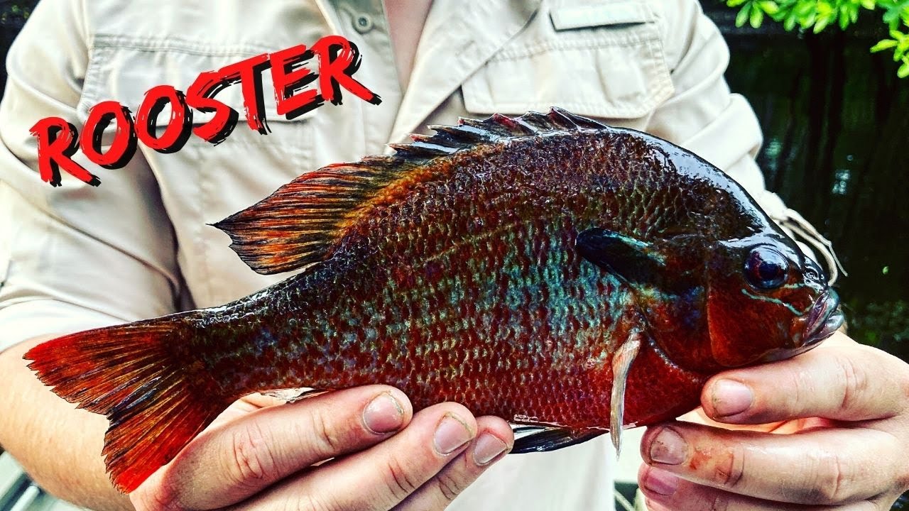 Catching Big Redbreast! (Rooster/Titty) *SE Georgia - YouTube