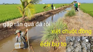 xiệt ếch đồng bắt ngờ gặp rắn quá đã chuột đồng quá mập ú