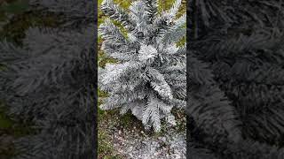 DIY Christmas Tree Flocking