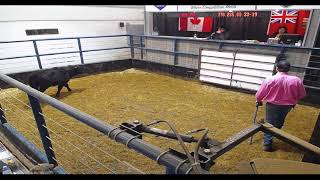 Cattle Sale, Tuesday, January 30, 2024