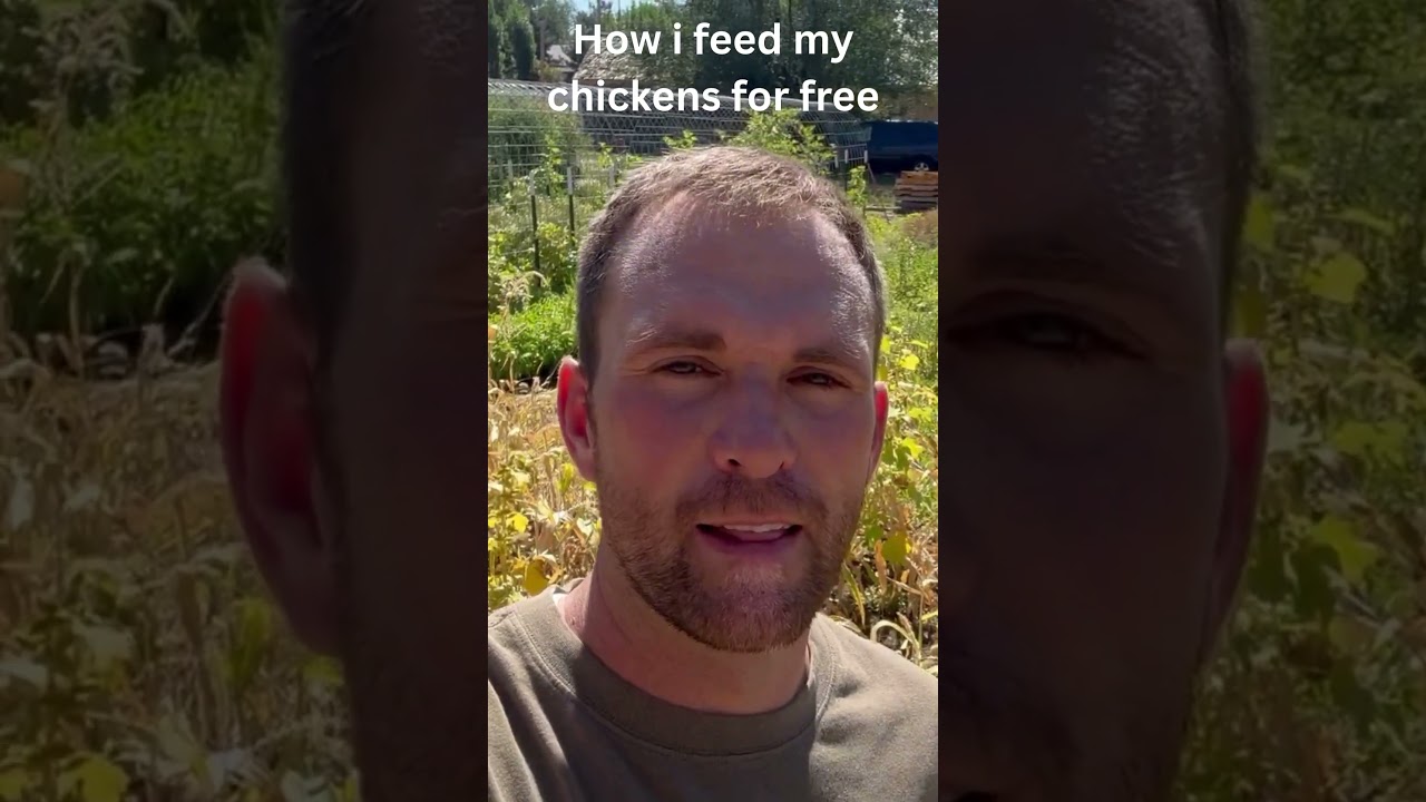 How I feed my chickens for free