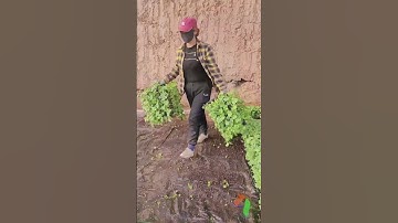 Máy móc vật tư nông nghiệp tự động! Hệ thống tưới Tháp Xanh