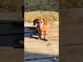 Dachshunds are solar powered! ☀️ #puppy #dachshund #seniordog #dogs