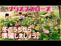 【クリスマスローズ】花を咲かせるなら、冬が重要！今のうちにしておきたい大切なこと。