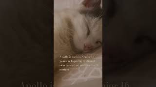 Apollo has hyperthyroidism &amp; Skin cancer that doesn't seem to spread, just flares on his little nose