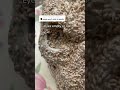 Growing A Chia Skull DAY 9 Howtowithjessie 