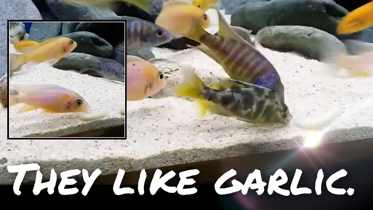 African Cichlids eating garlic YouTube