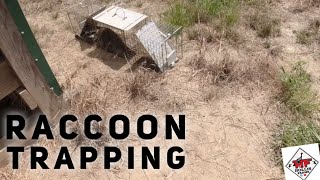 RACOON TRAPPING 🦝🦝🦝 Logging And Bushhogging by Hollis Farms 2,776 views 6 months ago 8 minutes, 43 seconds