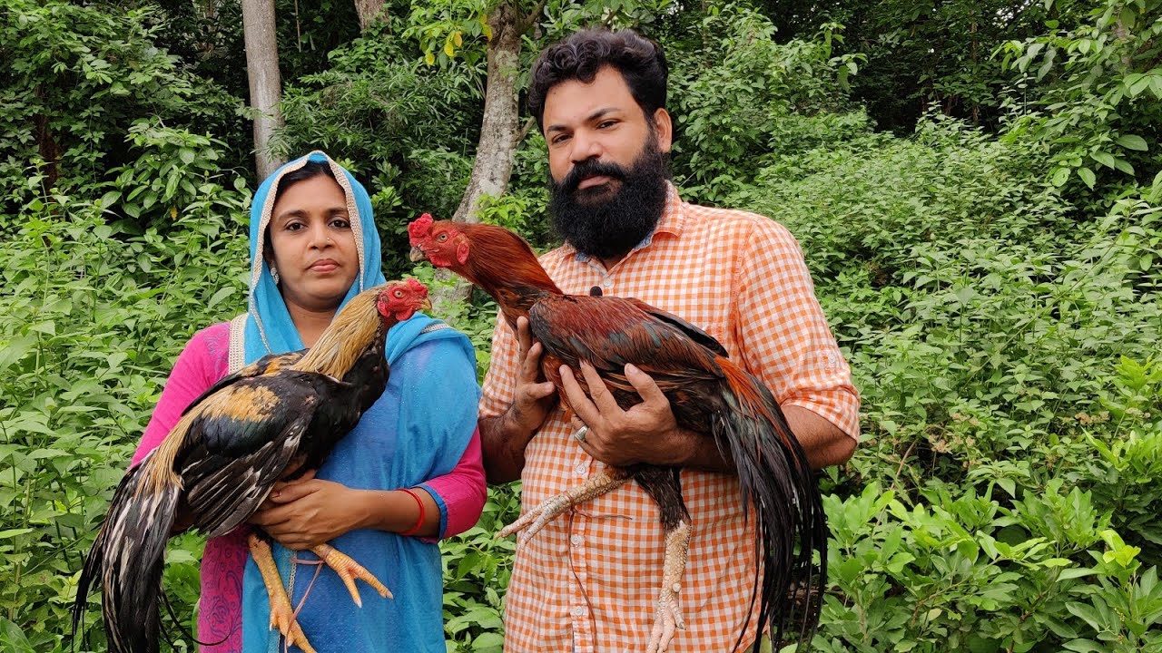 എന്റെ വീട്ടിലെ അസീൽ കോഴികൾ.. Kerala aseel.     #shanavaspalakkad