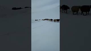 Bingöl Adaklı Mercan Çomak Köyü