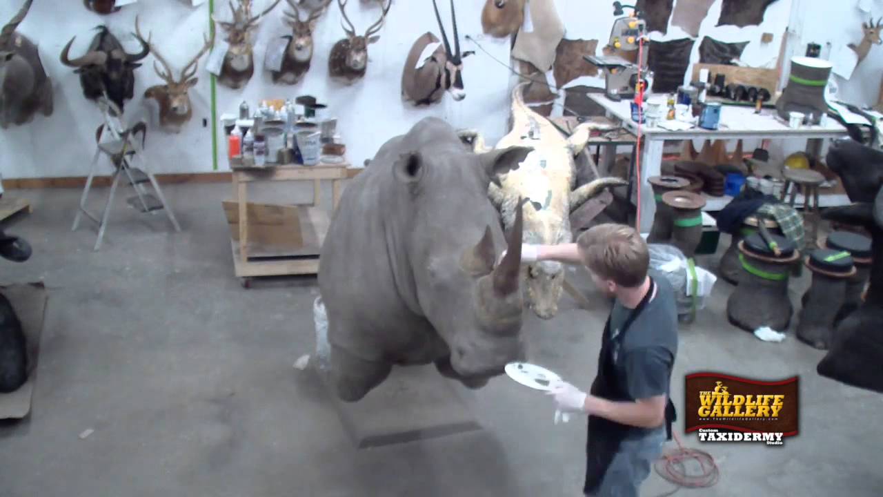 huntington beach california Taxidermy Time Lapse - Rhino