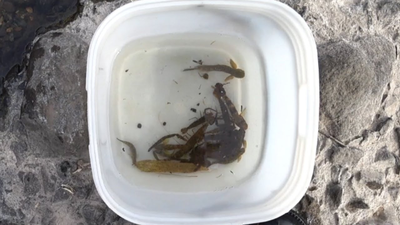 続伊豆の川でガサガサ　前回逃がした奇妙な魚を別の川へ取りに行く