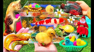 Bắt Các Con Vật Dễ Thương, Con Cá, Con Vịt, Con Mèo, Con Cua - Part 005