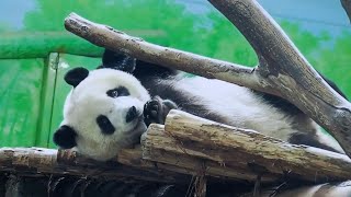 20220408 大貓熊圓寶(柔柔)大嬰兒,睡覺前都要賣萌、扭動身體,才想安心入睡。