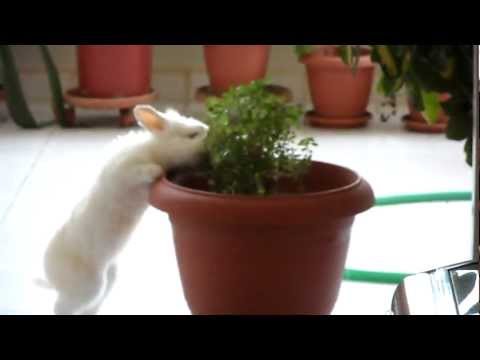 Phivos is Eating A Basil Plant