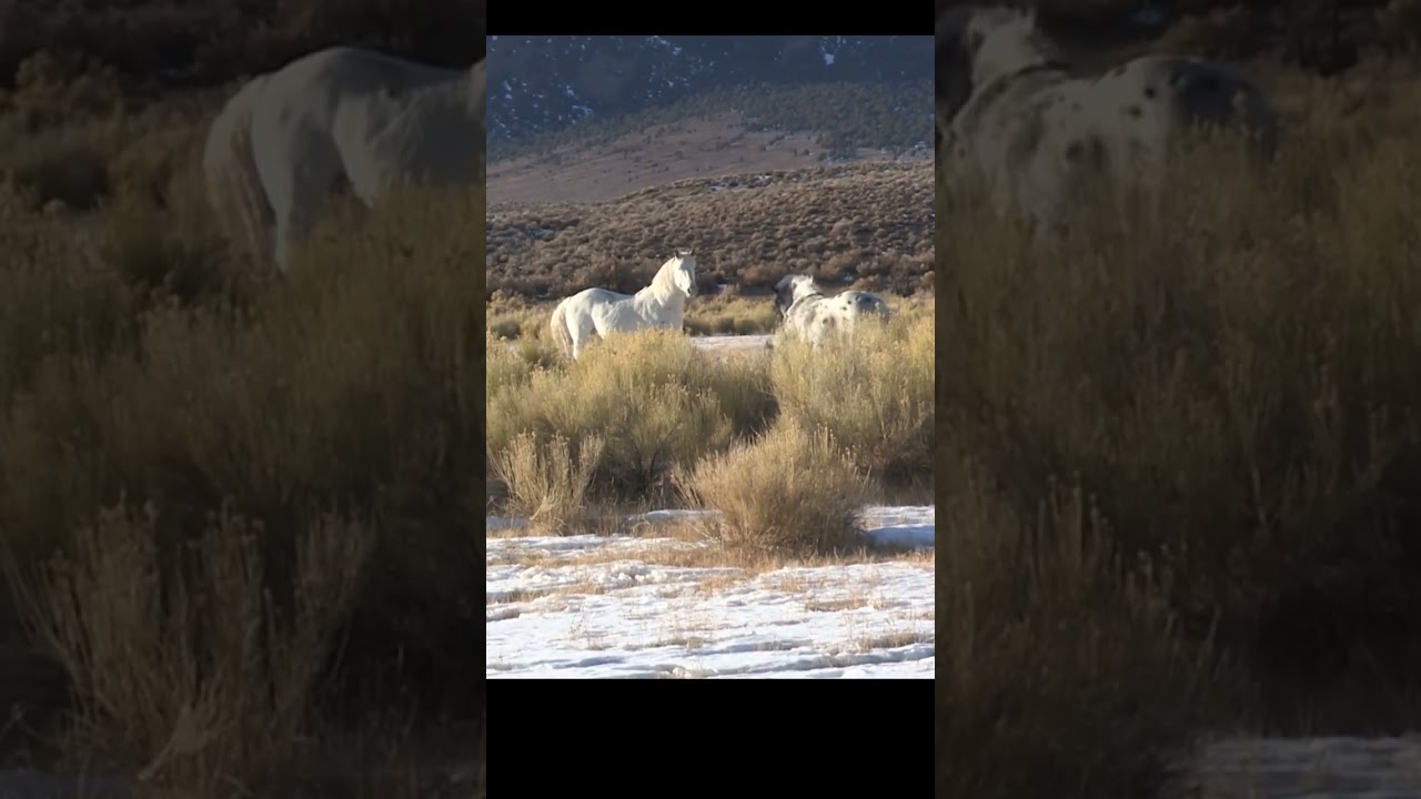 EPIC Wild Horse Fight “Caught on Camera”: INCREDIBLE Footage in Nevada!