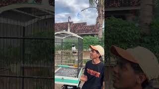 Burung Jalak Suren Nembak Lovebird Sambung Kenari Istimewa jalaksuren  lovebird  kenari viral
