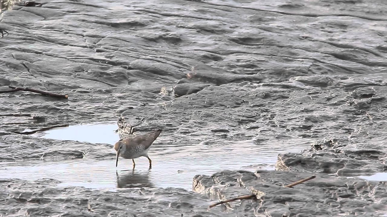 Grey-tailed tattler 黃足鷸 