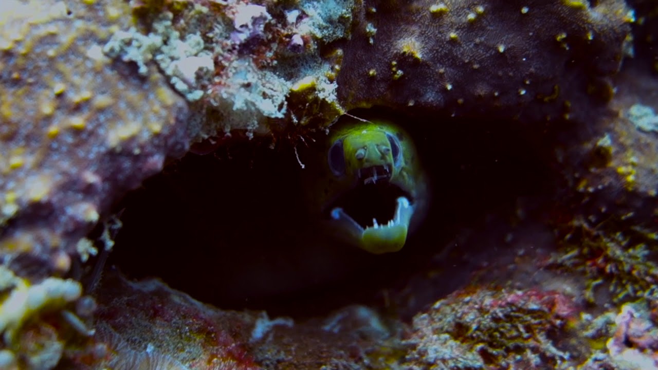 Diving Negros Oriental - Philippines