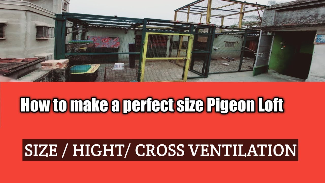 Make a Perfect Pigeon loft Idea /Hight , Size , and Ventilation. YouTube