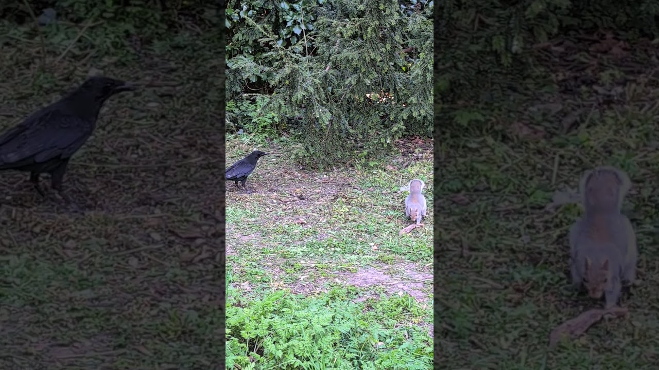 🐿️🦅🌿 Squirrel and Crow. 