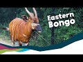 Keeper Talk Eastern Bongos Keeper Talk Eastern Bongos