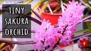 Orchid that looks like a Sakura Tree? 🤔 Vanda (Ascocentrum) christensoniana screenshot 5